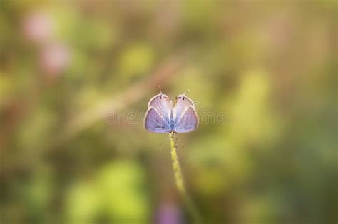 Little Two Butterflies Sit on a Grass Stock Image - Image of pollinator, meadow: 185896897