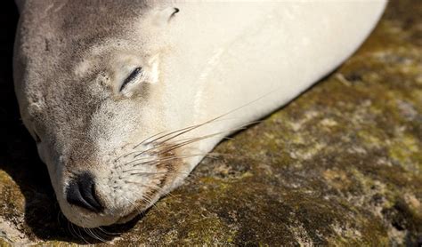 Gallery Australian Sea Lions Australian Geographic