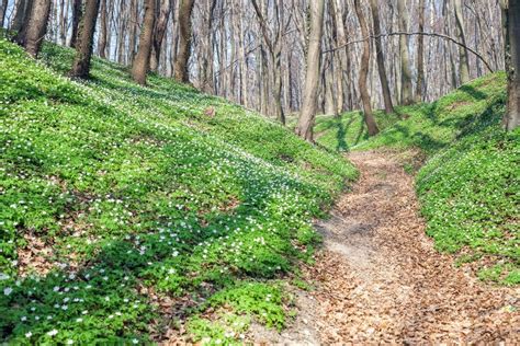 De Lentelandschap Met Bosvoetpad En Witte Wilde Bloemen Houten Anemoon