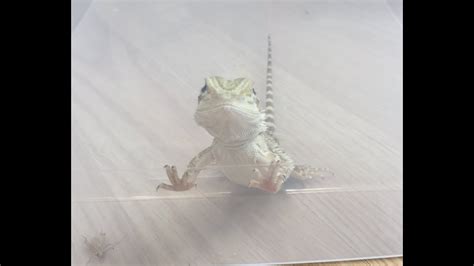 Dancing Lizard Youtube