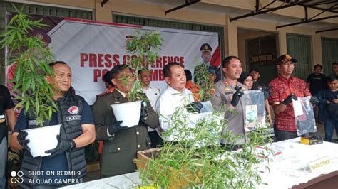 Foto Gerebek Rumah Pengedar Sabu Polisi Temukan Pohon Ganja