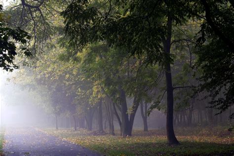 Fotos Gratis Paisaje Rbol Naturaleza Bosque Rama Planta Prado