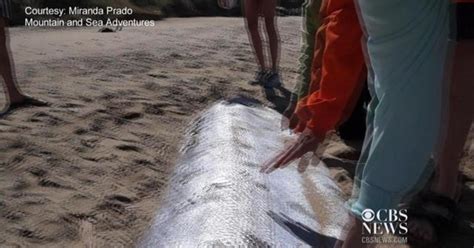 Giant Oarfish On California Coast Cbs News