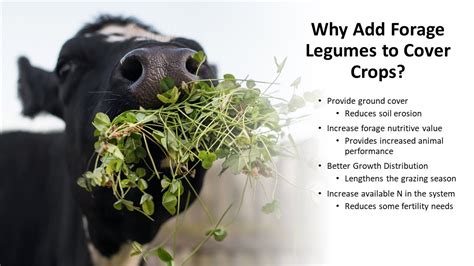 3 Forage Legumes For Cover Crops Youtube