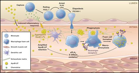 Macrophages In The Pathogenesis Of Atherosclerosis Cell