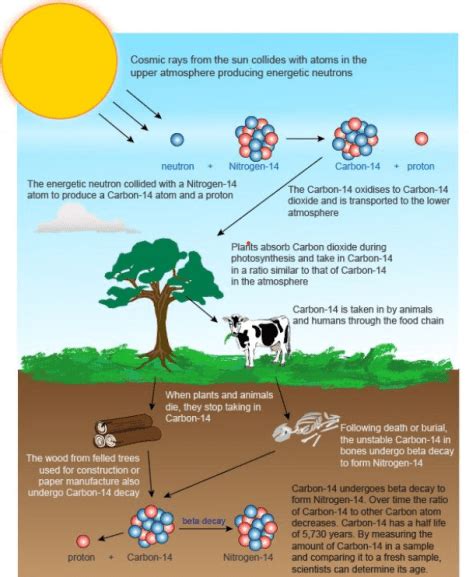 Carbon dating - Rau's IAS