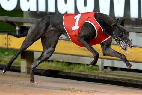 Victorian Greyhound Of The Year Finalists Announced Grv