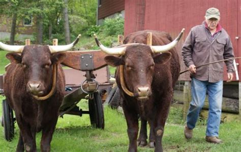 A Team Of Oxen Breeds History Cattle For Sale