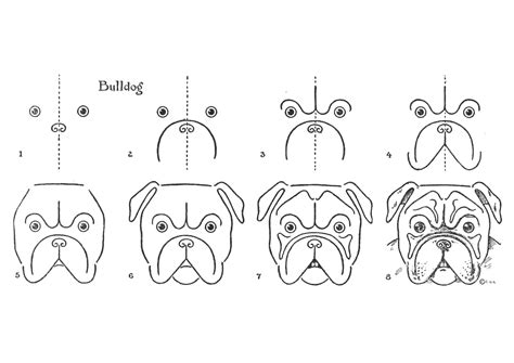 How To Draw A Bulldog Face Step By Step Instruction Free Printable