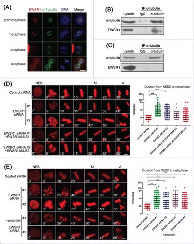 Full Article Ewsr1 Regulates Mitosis By Dynamically Influencing