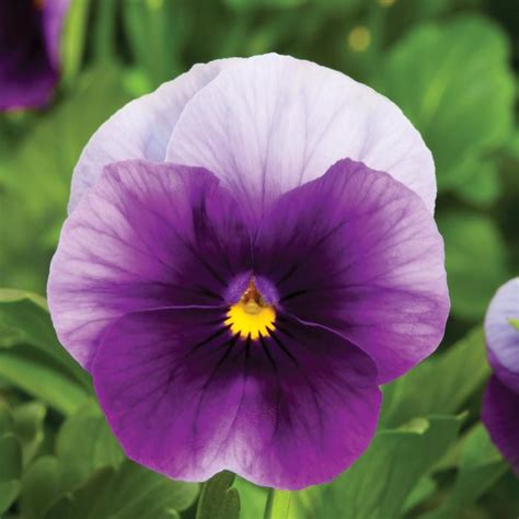 Viola Cornuta Pas1122565 Viola Sorbet® Xp Beaconsfield From