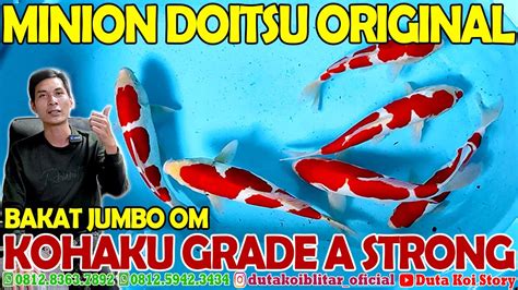 Bibit Ikan Koi Doitsu Original Kohaku Grade A Plus Merah Darah Duta