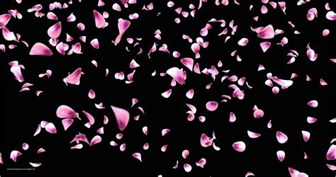 Falling Flower Petals after Effects Template Free Of Falling Rose ...