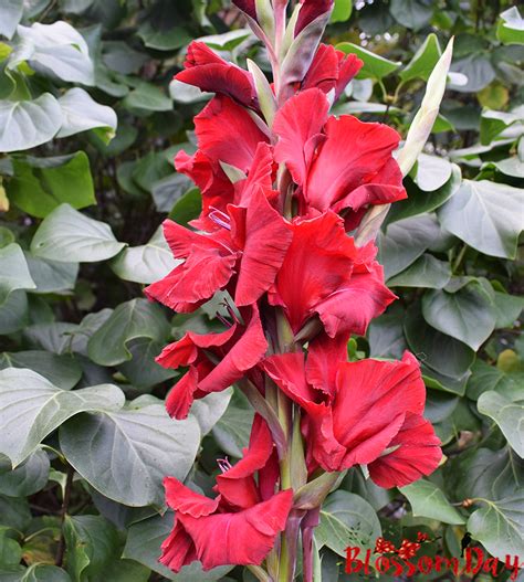 Гладиолус Исполин — BlossomDay