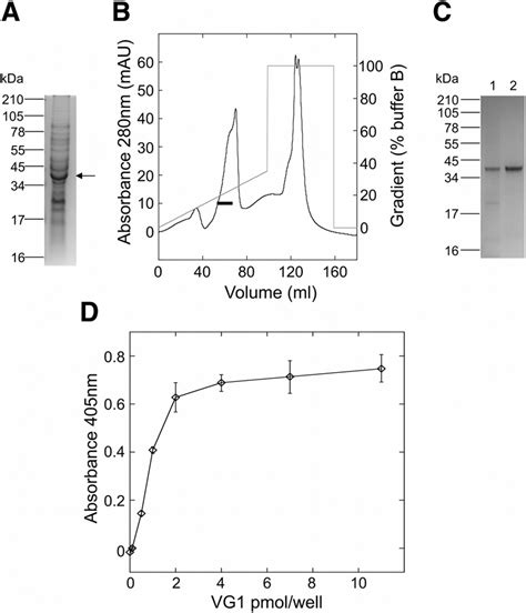 Expression Purification And Ha Binding Activity Of Vg1 A Protein