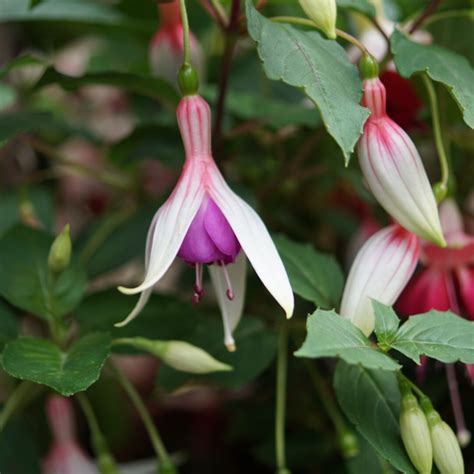 Fuchsia Margaret Pilkington Fuchsia Margaret Pilkington In