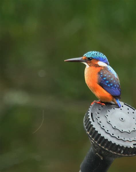 Malachite Kingfisher – BirdLife eThekwini KZN