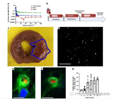 《nat Biomed Eng》：可靶向和治疗发炎组织的新型生物材料 知乎