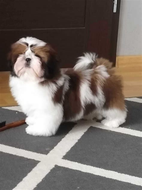 Piesek Shih Tzu Z Rodowodem Zkwp Radom Olx Pl