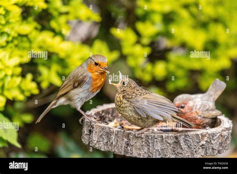 European adult robin (erithacus rubecula) feeding recently fledged ...