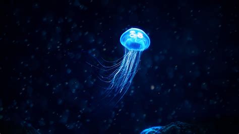 Bioluminescence Wallpapers Top Free Bioluminescence Backgrounds