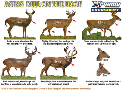 How To Age Whitetail Deer On The Hoof Pictures