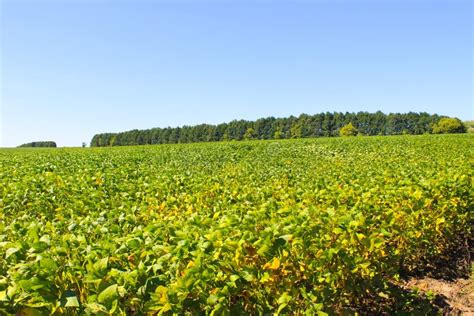 Soybean Field Stock Photo Image Of Countryside Green 101328456