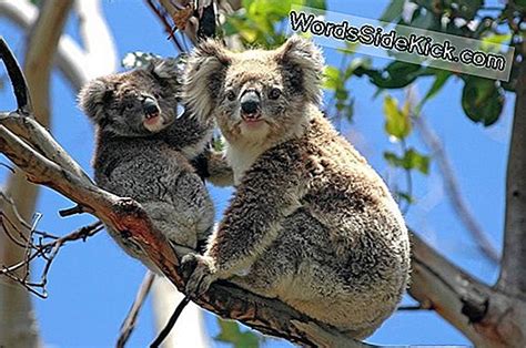 Koalas Fakten Zu Ikonischen Beuteltieren Tiere