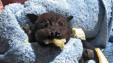 Rescued Baby Bat Stuffs Her Cheeks With Banana | Baby bats, Cute bat ...