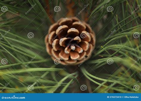 A Pine Cone is on a Tree in the Forest. Stock Photo - Image of nature ...