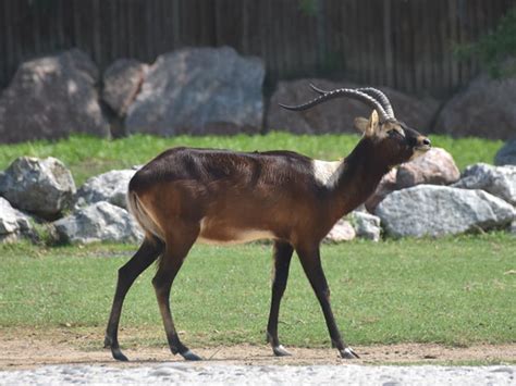 Kobus Megaceros Nile Lechwe In Zoos