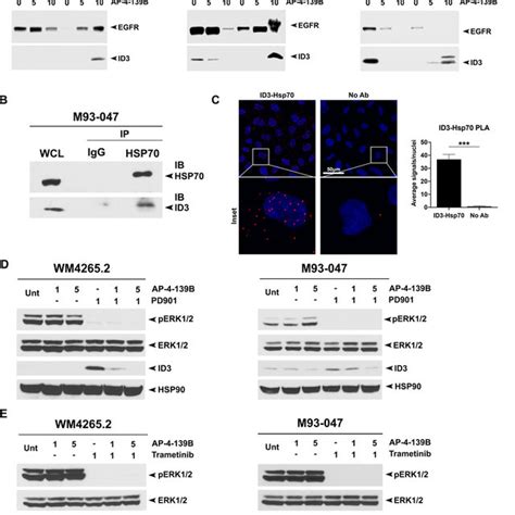 Id Is A Novel Client Protein Of Hsp A Western Blot Probed With