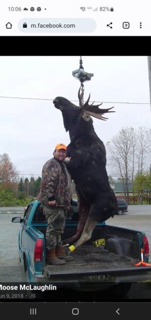 Maine Moose Lottery This Week North Carolina Hunting And Fishing Forums