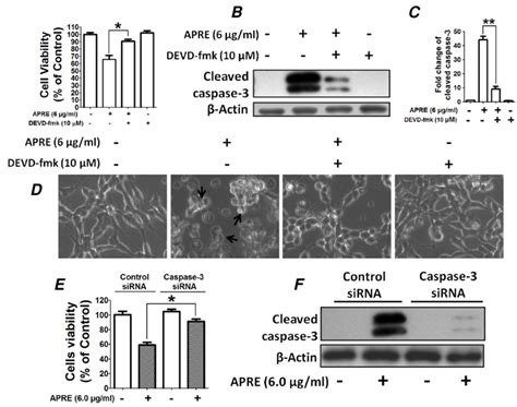 APRE Induced Apoptosis In SH SY5Y Cells Was Caspase 3 Dependent A