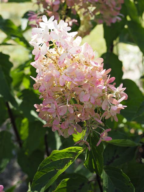 Hydrangea Paniculata Zinfin Doll Panicle Flickr