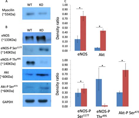 Western Blot Analysis Of Enos Akt And Their Phosphorylated Protein Download Scientific