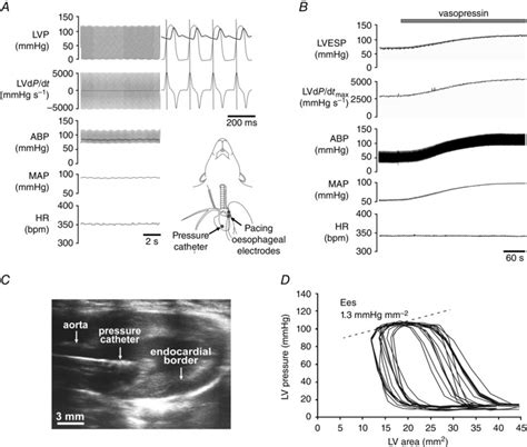 Experimental Approaches Used For The Assessment Of Left Ventricular