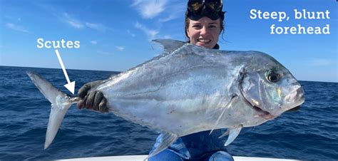 Fish Rules - Pompano, African in FL State Waters