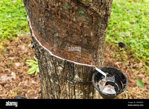 Enchanting Rubber Tree Grove In Sri Lanka Row Of Rubber Trees