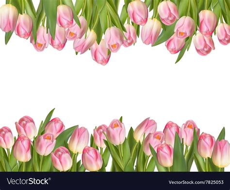 Blossoming Tulips Decorative Border Eps Vector Image