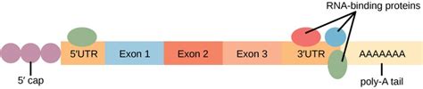 Biology Genetics Gene Expression Eukaryotic Post Transcriptional