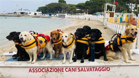 Cani Da Salvataggio Nasce A Crotone Il Centro Addestramento Wesud