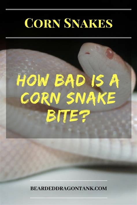 How Bad Is A Corn Snake Bite Bearded Dragon Tank