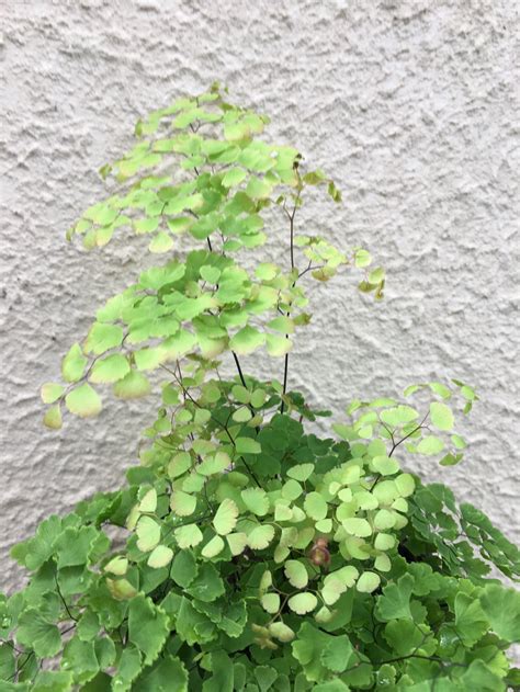 Brilliantelse Maidenhair Fern Adiantum Raddianum Brilliantelse