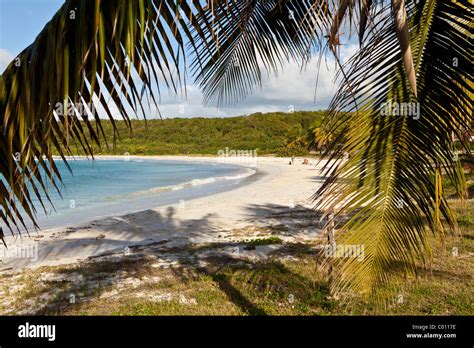 La Playa La Playa Roja Caracas Y Cocoteros En La Isla De Vieques