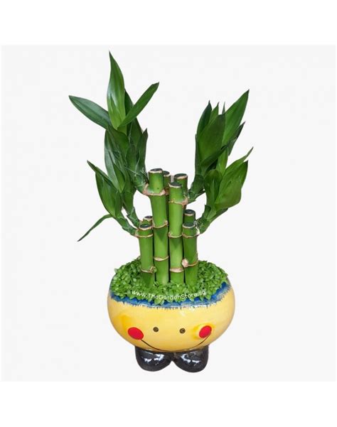 Lucky Bamboo Mini Dracaena Sanderiana