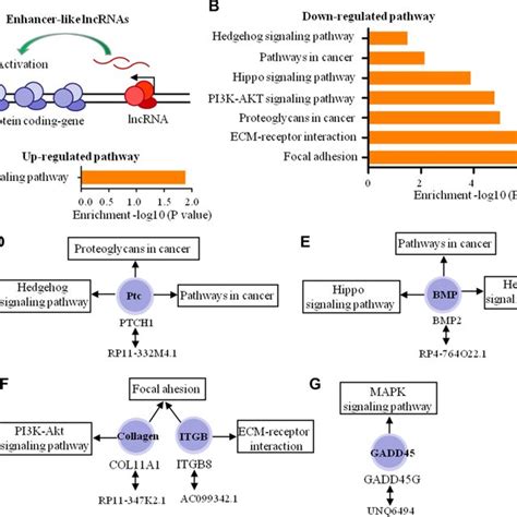 Biological Function Predictions Of The Enhancer Like Lncrnas By Pathway