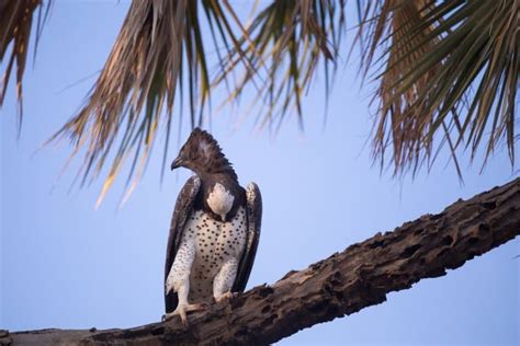 10 Crazy Crowned Eagle Facts - Fact Animal