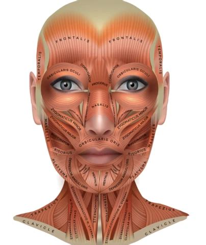 Get To Know Your Facial Muscles For The Best Microcurrent Results E