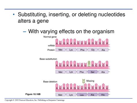 Molecular Biology Of The Gene Ppt Download